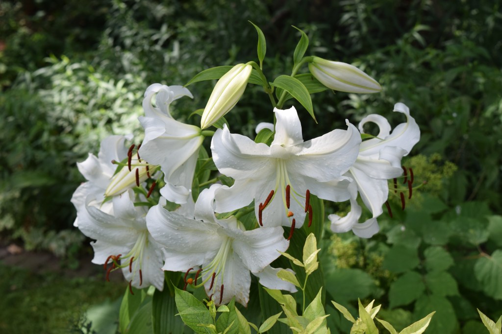 'Casa Blanca' Oriental Lilies
