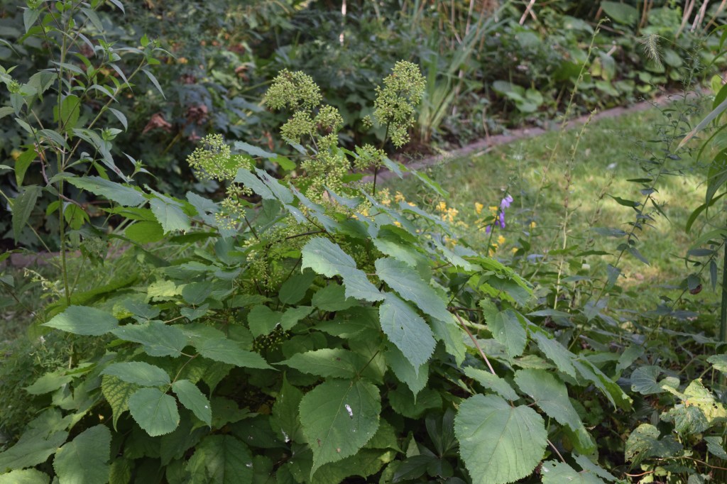 American Spikenard, with unripe berries.