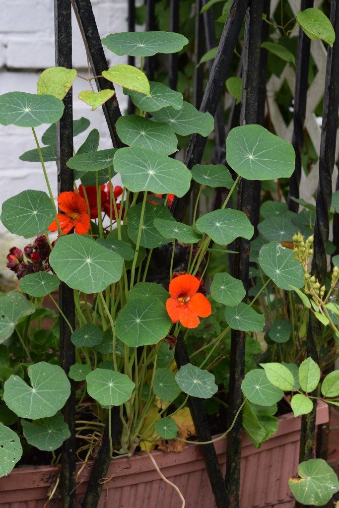These Nasturtiums chose to climb rather than spill.