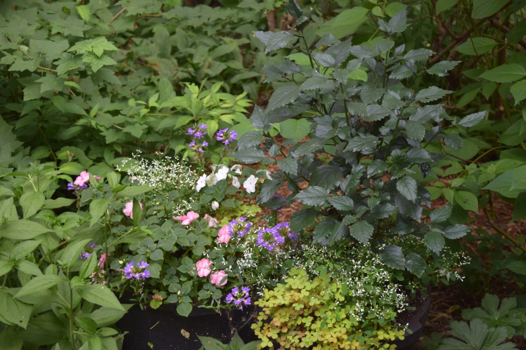 Fan Flower 'Whirlwind Blue' with a variety of other shade plants. 