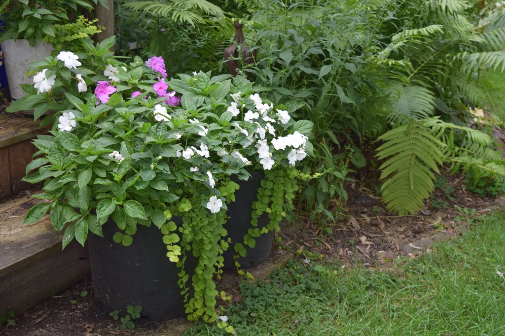 The flowers here are almost all from regular impatiens, the New Guinea Impatiens are not contributing much beyond foliage.