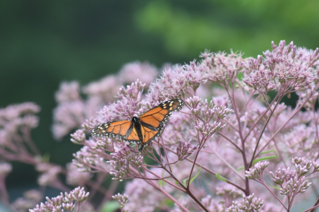 Monarch Butterflyweed on 'Gateway' Joe Pye Weed.