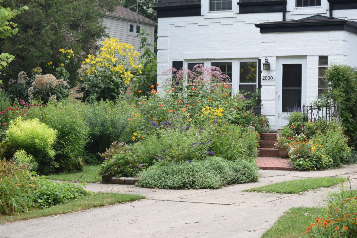 DSC_0577 front garden summer