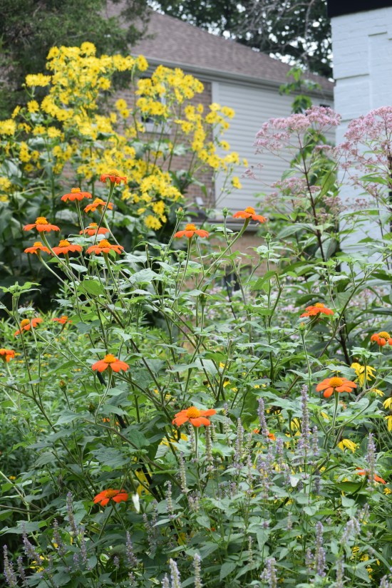 Mexican Sunflower