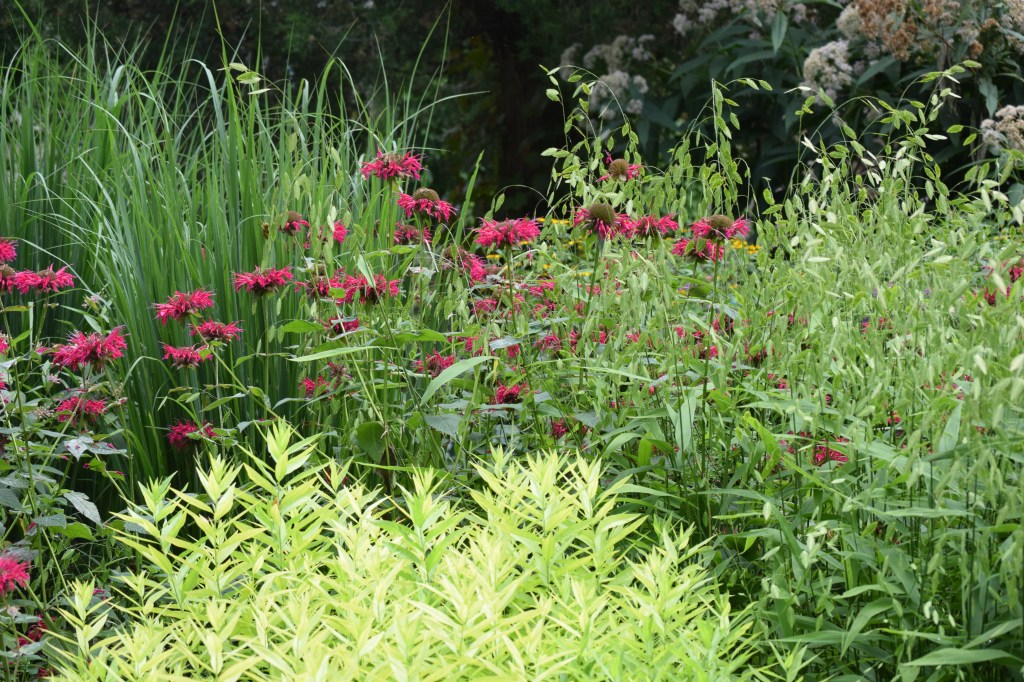DSC_0599 Monarda Bluestar