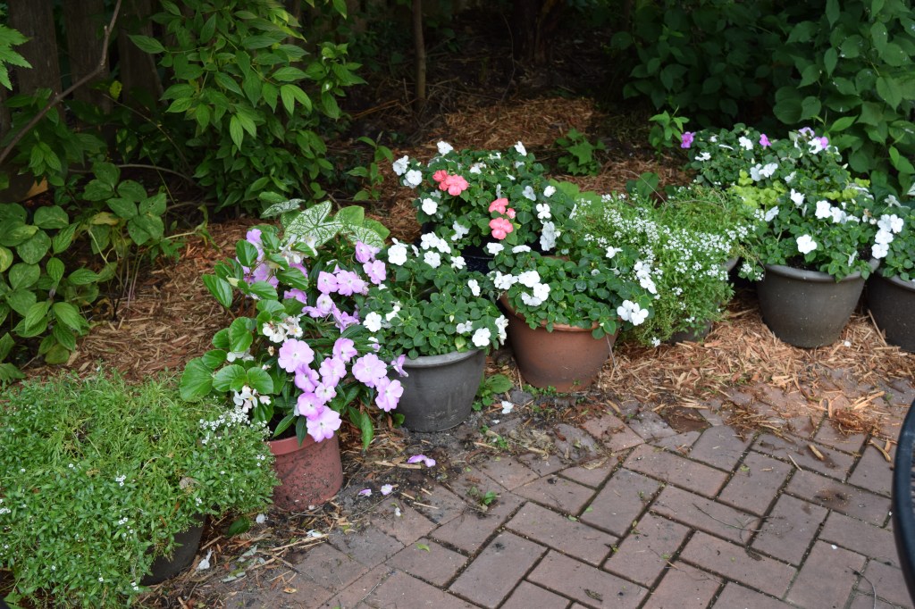  I spread mulch and lined up containers along the edge where our new circle patio is bordered by mainly spring ephemerals.