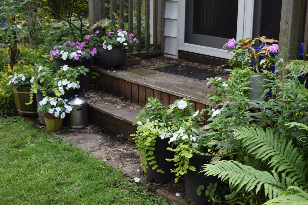 Flowering containers on the back steps.