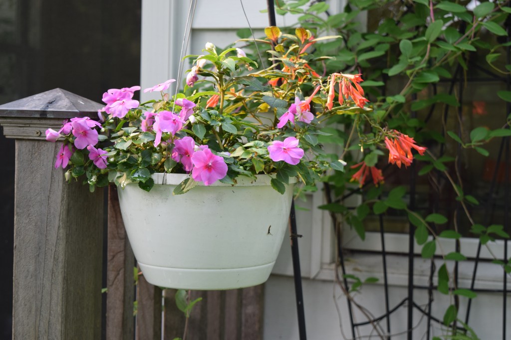 Hanging basket with Impatiens and Fuchsia. 