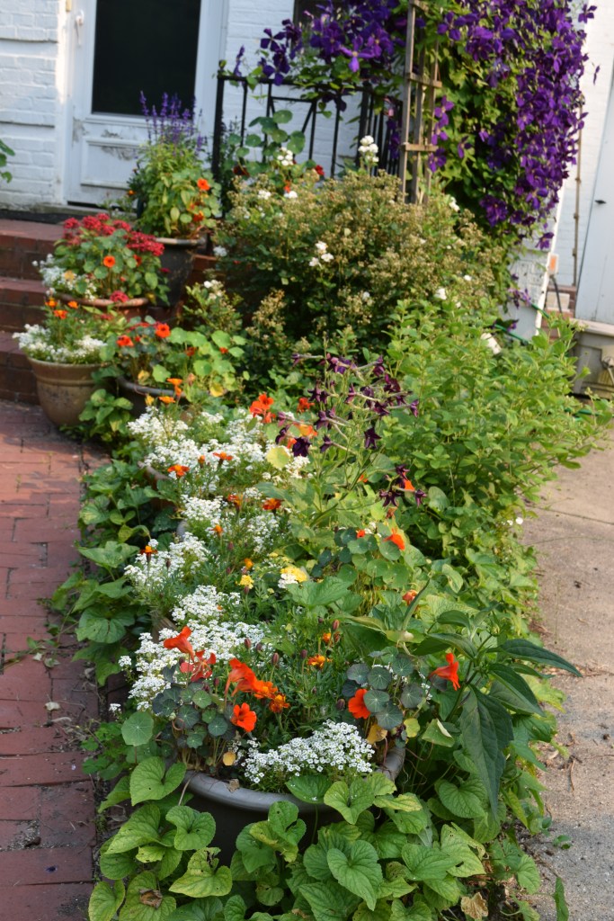 I allowed Violets to grow around the pots in the little triangle of soil between walk and the driveway.