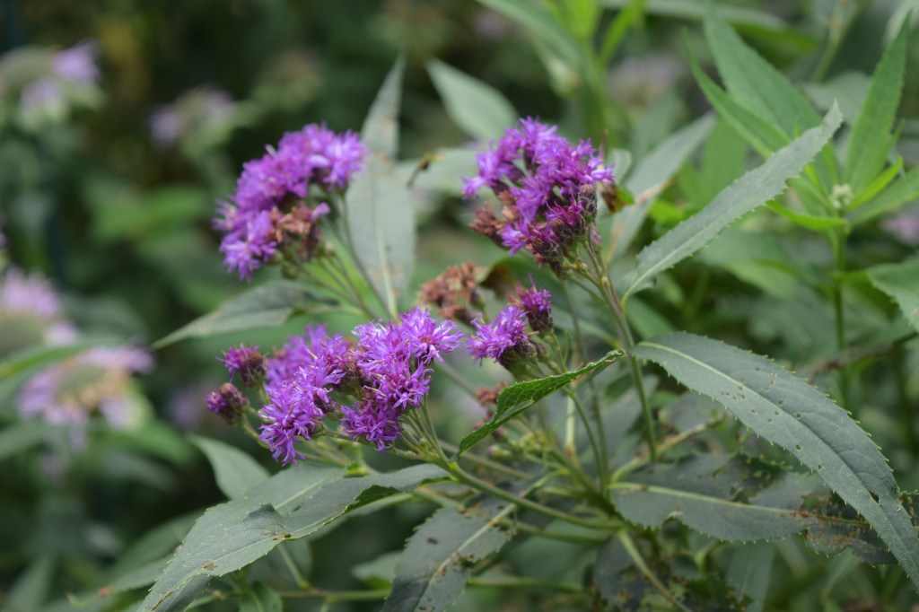 Ironweed