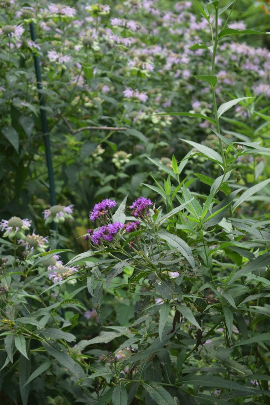 DSC_0631 ironweed