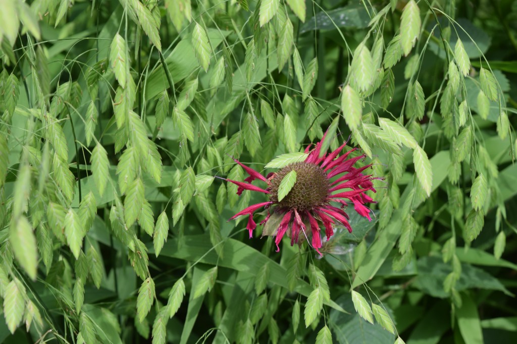 Northern Sea Oats with 'Raspberry Wine' Monarda.