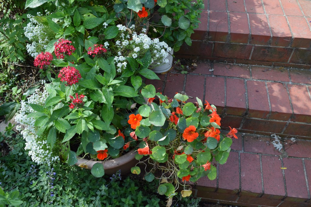 Pentas, Nasturtium, and Sweet Alyssum.