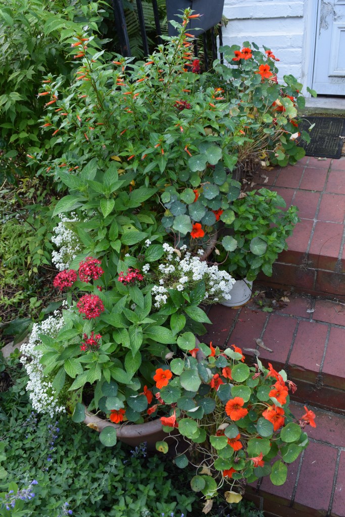 Cigar Plant at the top of the steps on the other side. 
