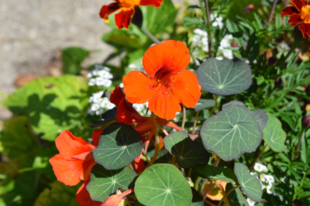Nasturtium 'Empress of India'