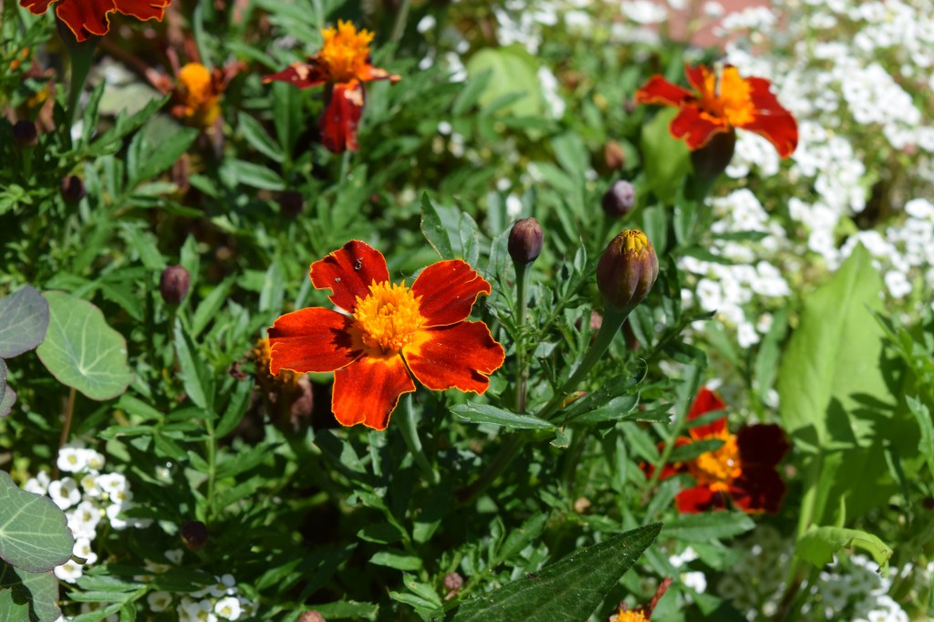 Marigold 'Disco Red'