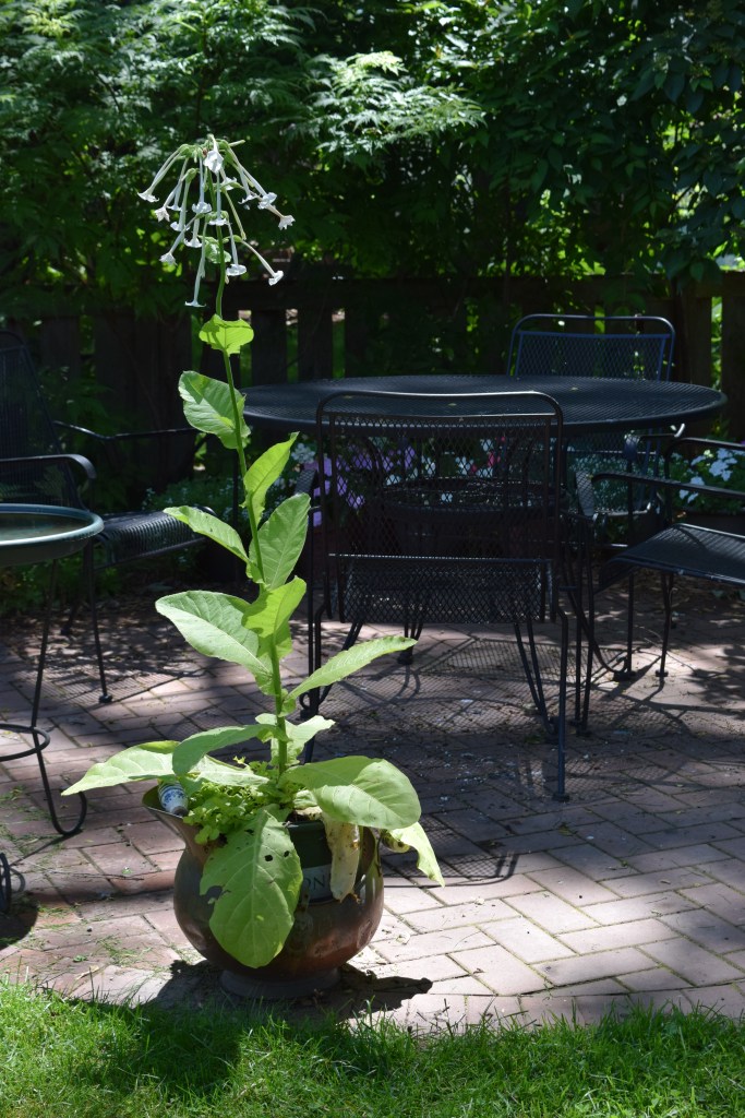 Flowering Tobacco 'Only the Lonely'