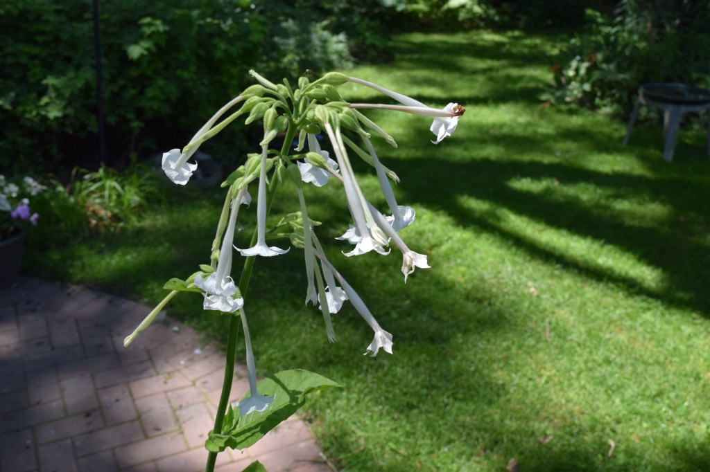 DSC_0864 flowering tobacco