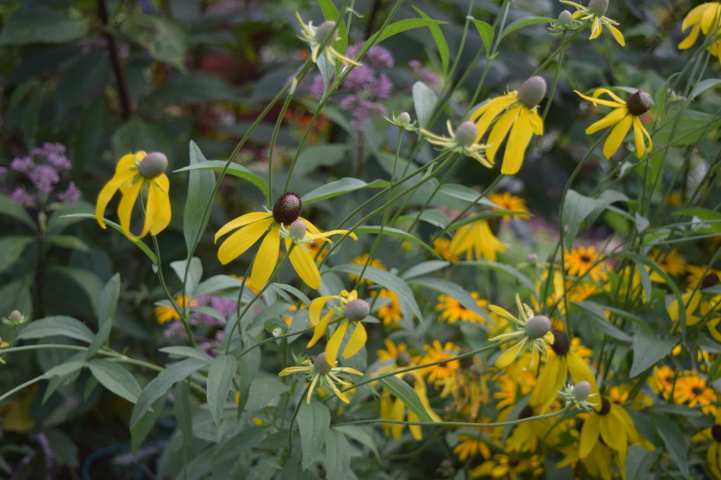 Yellow Coneflowers