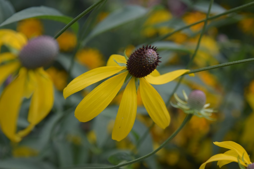 DSC_0912 yellow coneflower