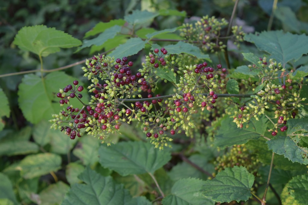 American Spikenard berries