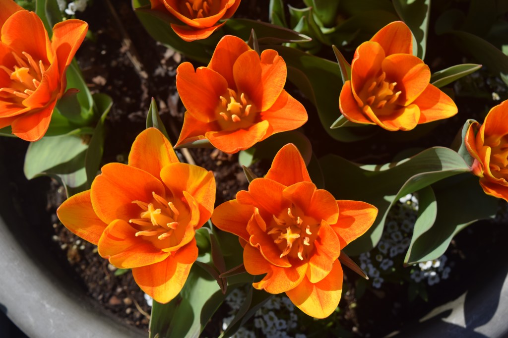 'Early Harvest' are very early and very short.