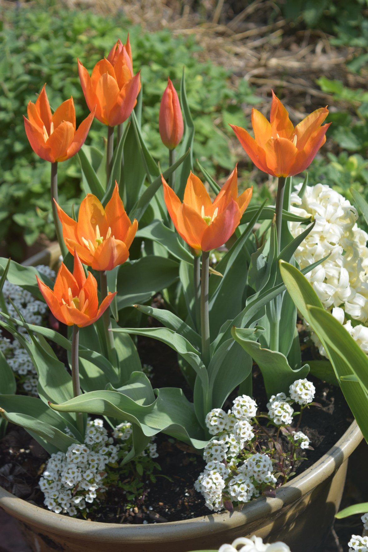 2015-05-03 10.22.15 ballerina