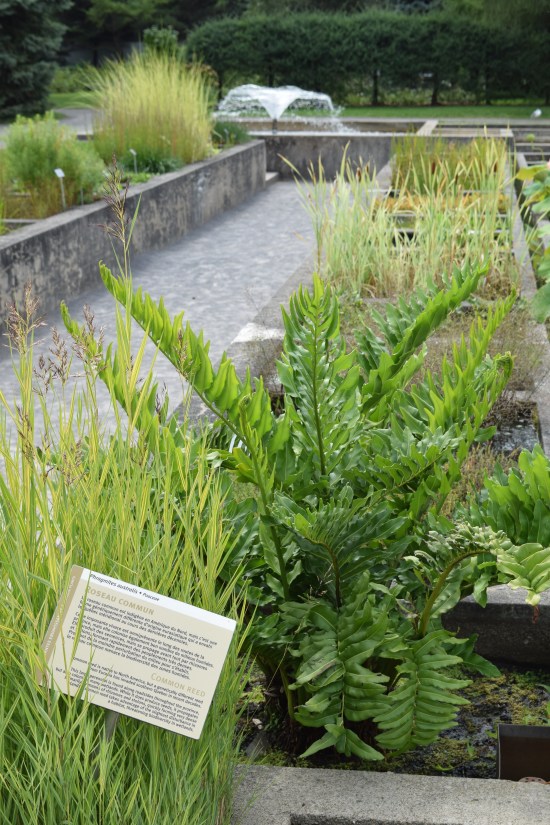 2015-08-29 12.00.40 montreal botanical garden