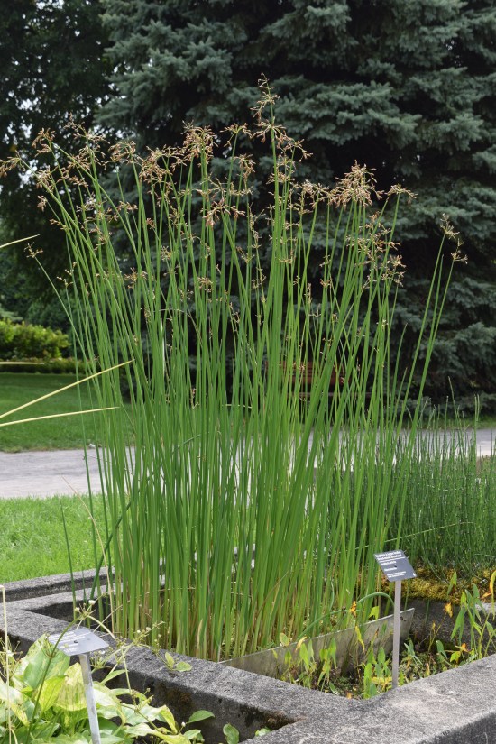 2015-08-29 12.03.54 montreal botanical garden