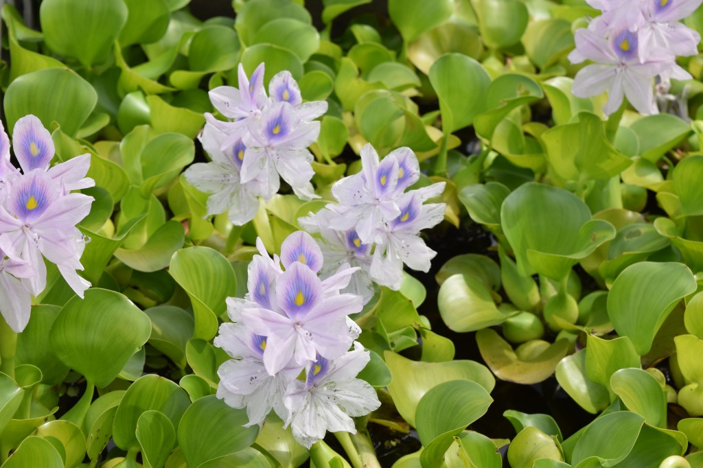 Water Hyacinths