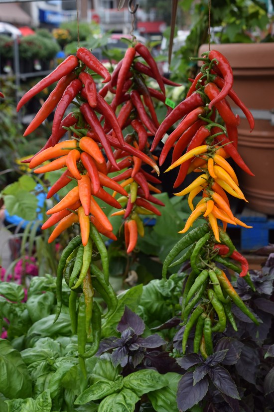 DSC_0286 jean talon market