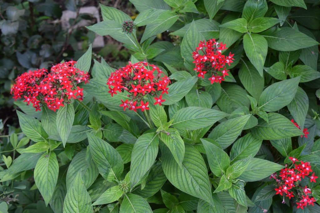 Pentas