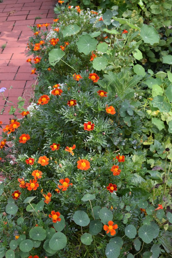 'Disco Red' Marigolds