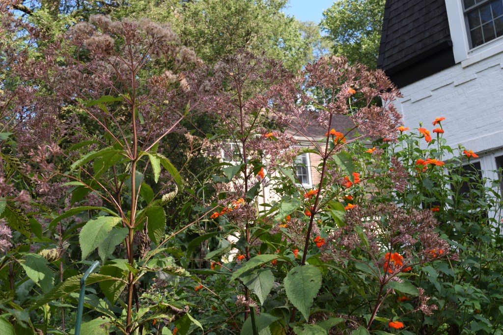 DSC_0478 Joe Pye weed