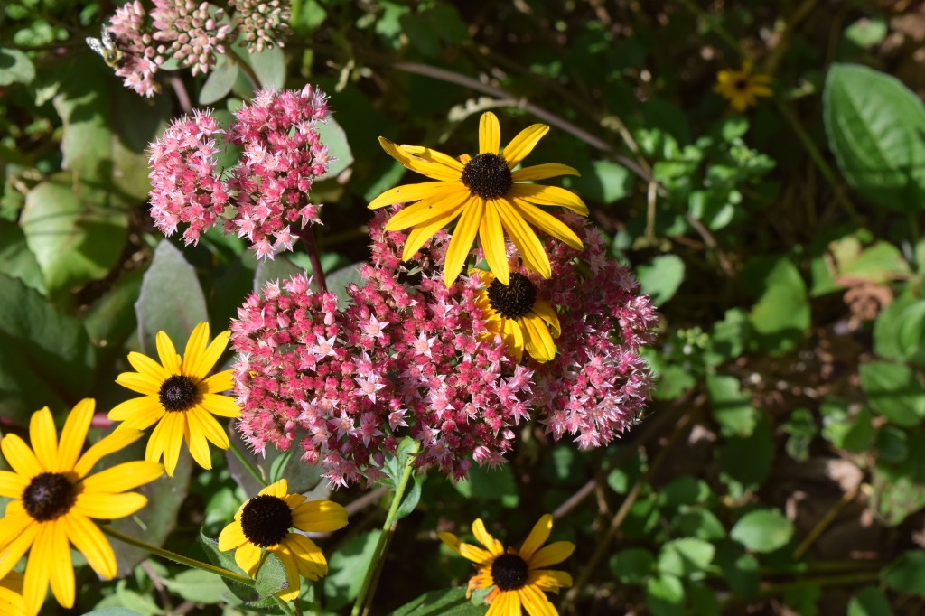 DSC_0490 sedum and orange coneflower