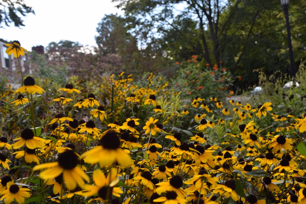 Brown Eyed Susan