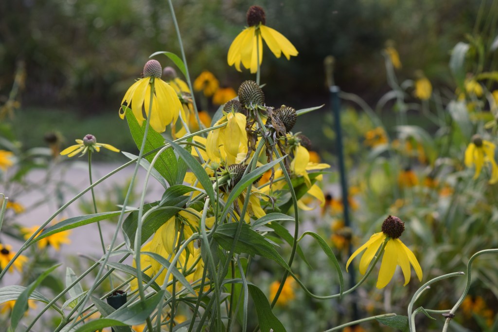DSC_0504 yellow coneflower