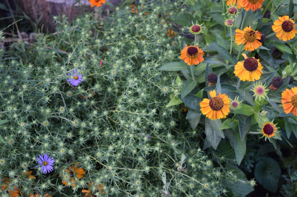 DSC_0510 helenium and aromatic aster