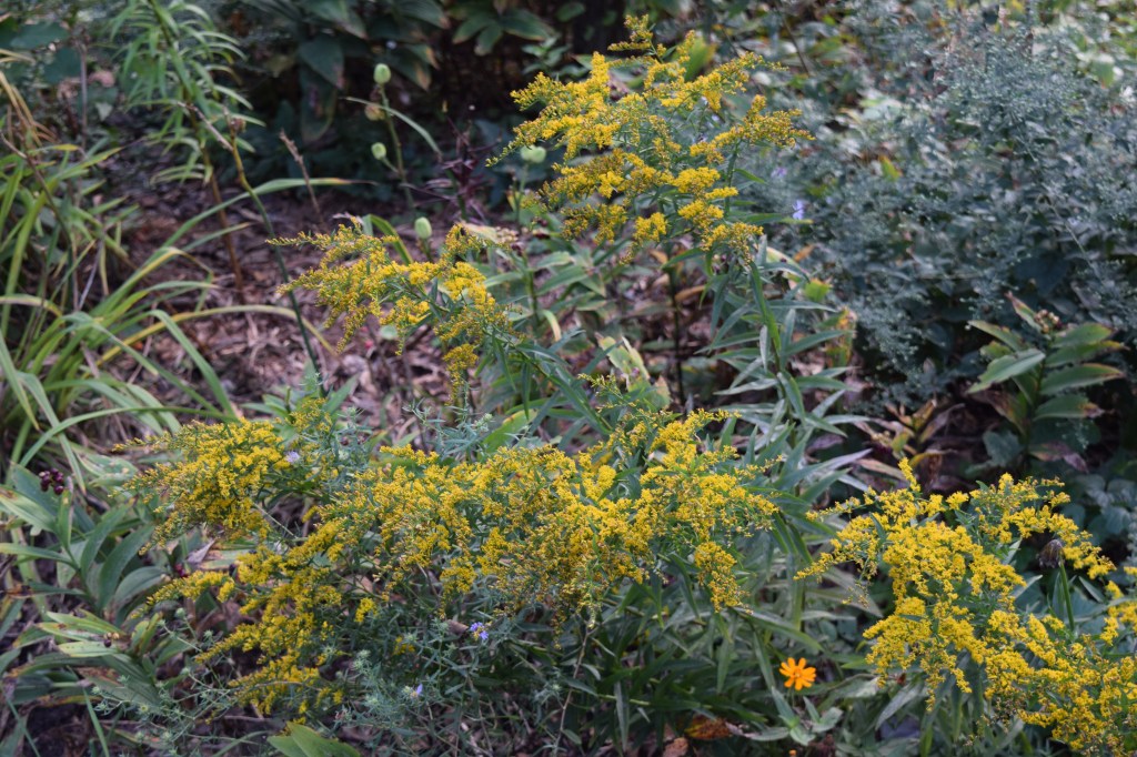 Anise Scented Goldenrod