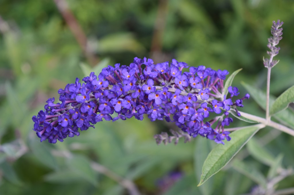 DSC_0520 blue adonis butterfly bush