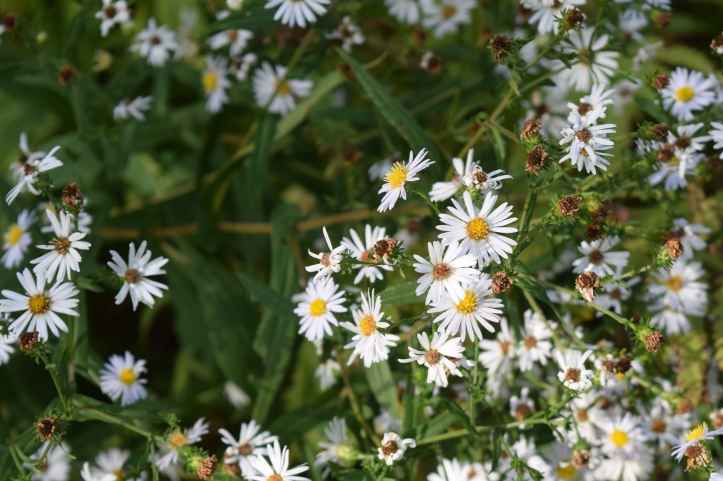 DSC_0523 crooked stem aster