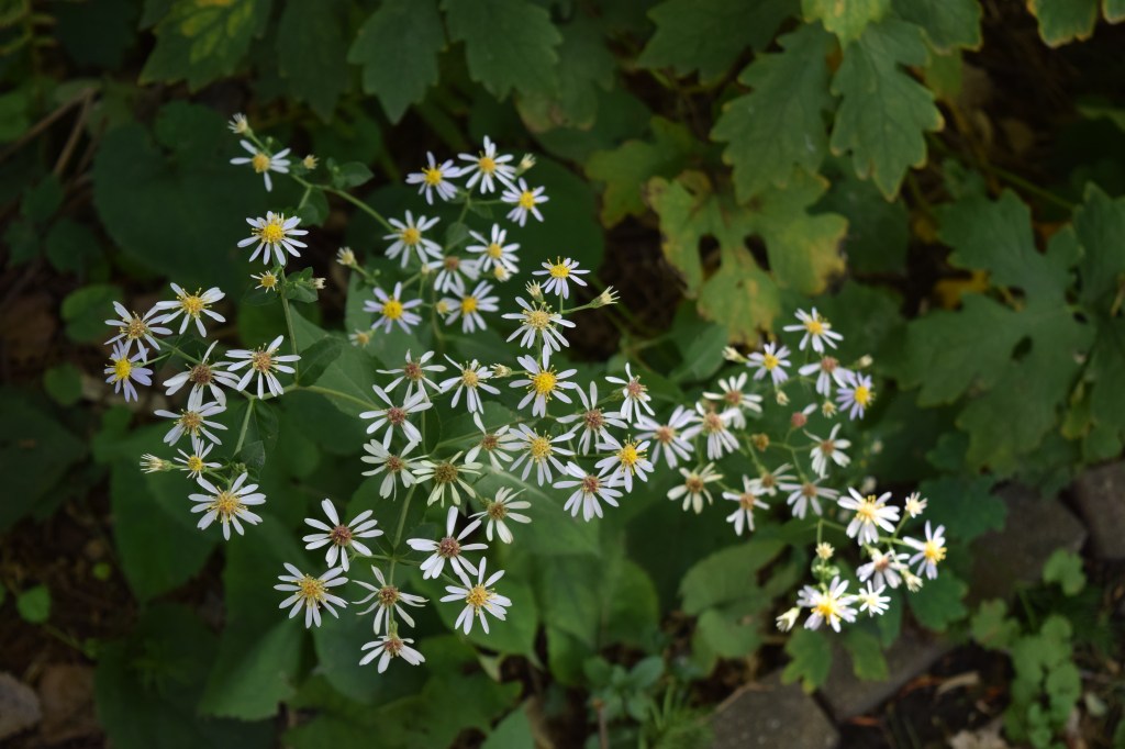 DSC_0533 big leaf aster