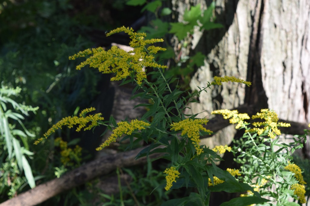 NOID Goldenrod