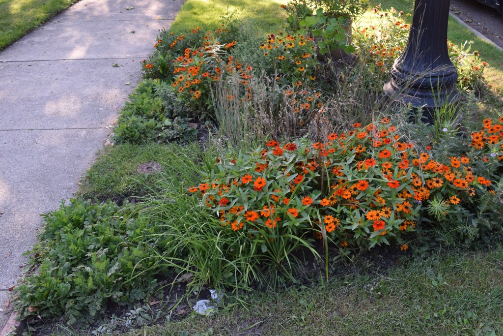 DSC_0563 lamppost bed, zinnias
