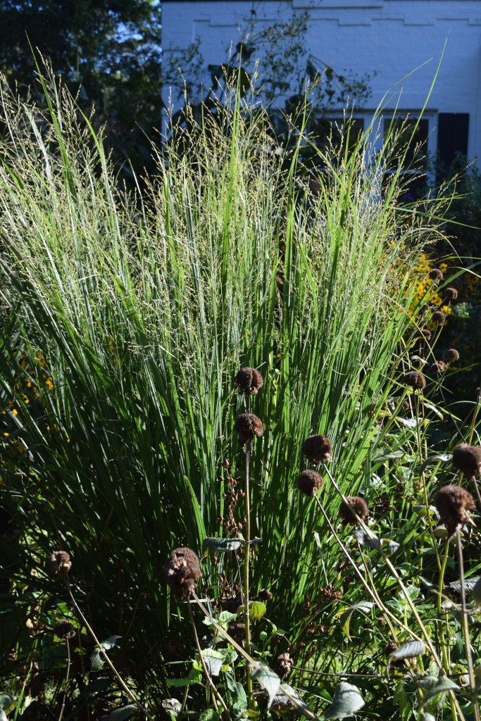 DSC_0615 switchgrass