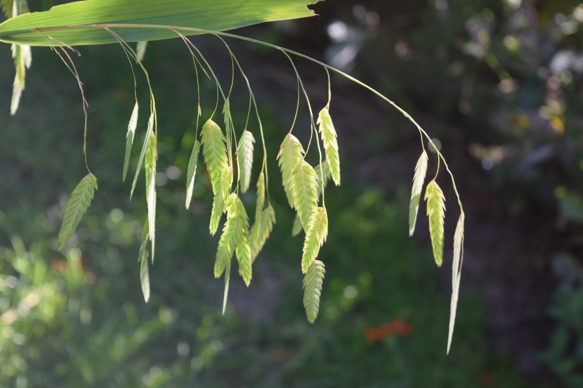 DSC_0619 northern sea oats