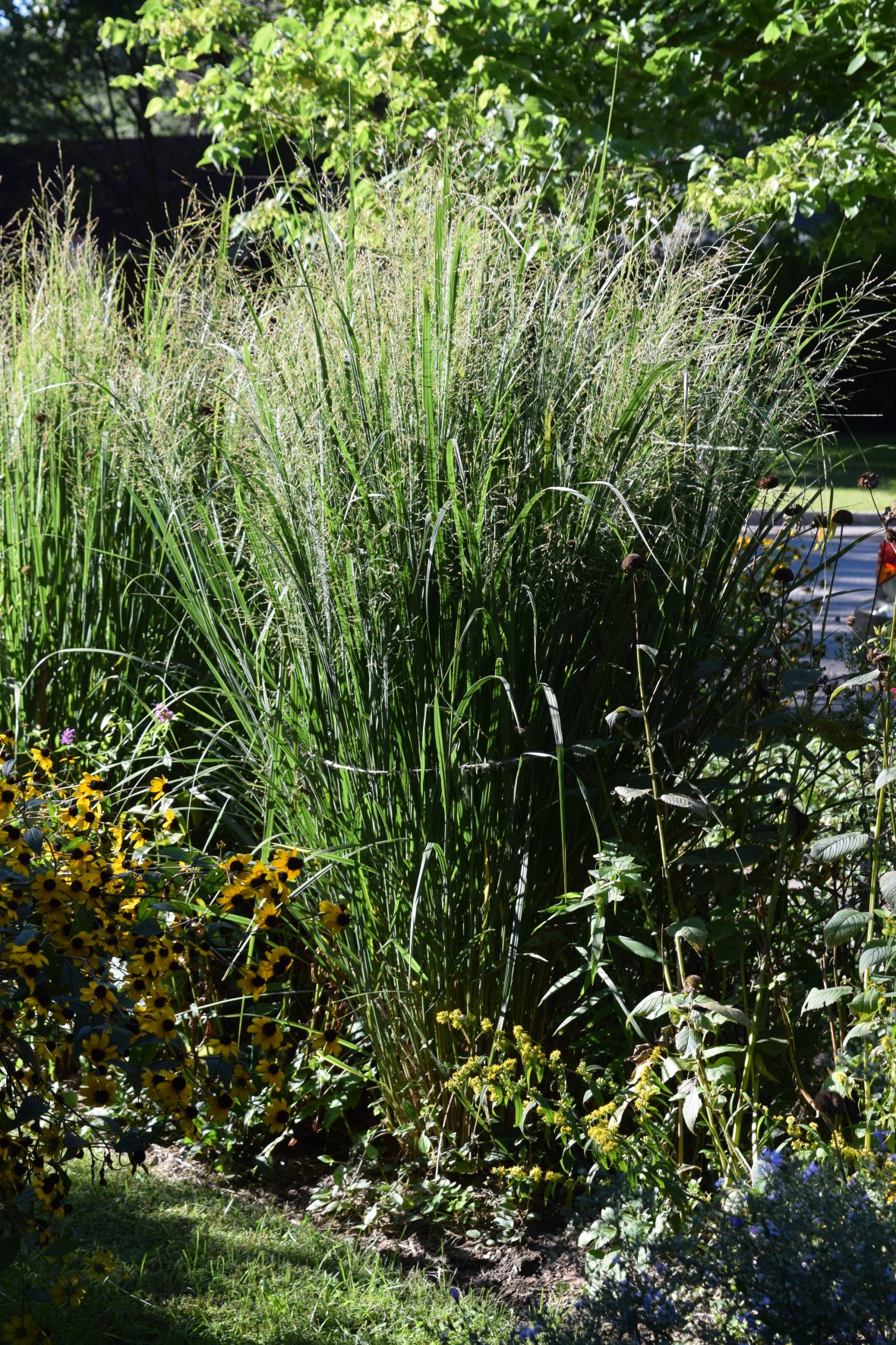 DSC_0654 switchgrass