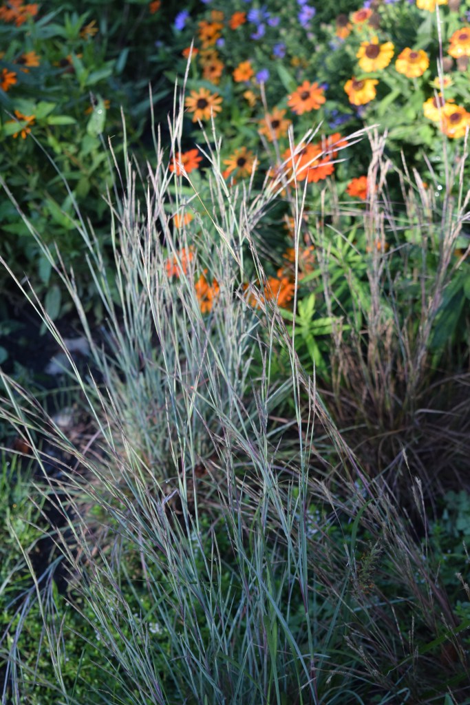 DSC_0662 little bluestem
