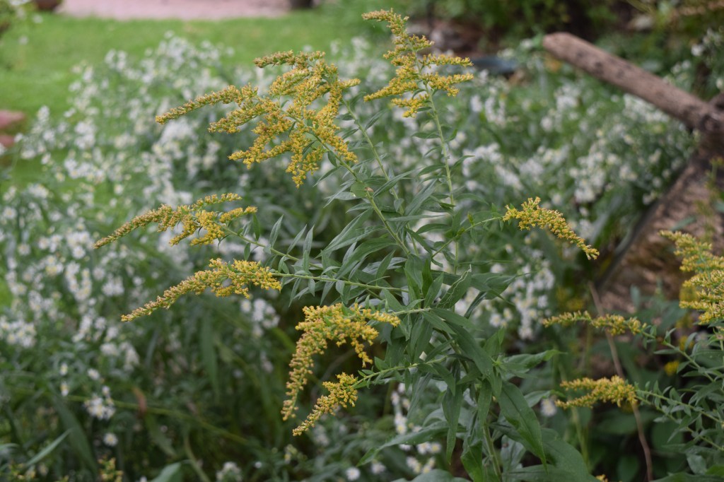 DSC_0783 goldenrod