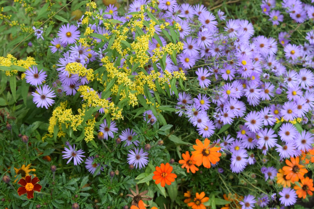 Aromatic Aster with Bluestem Goldenrod and 'Profusion Orange' Zinnias.